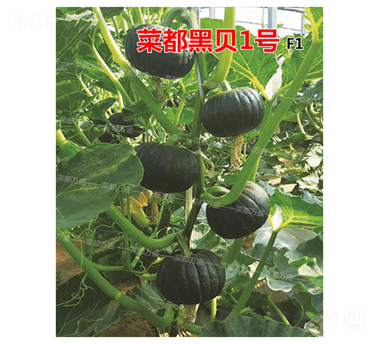 �˶���ؐ1̖(h��o)-�ϹϷN��-�˶��f(w��n)ʢ