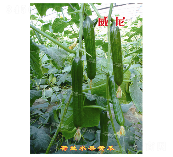 萬(wàn)盛威尼-黃瓜種子-菜都萬(wàn)盛