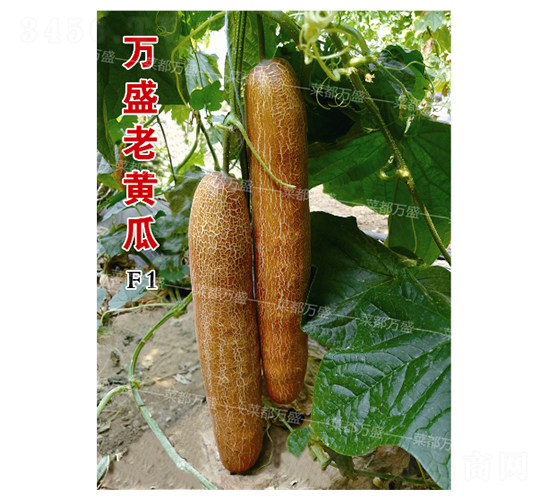 �fʢ���S��-�S�ϷN��-�˶��fʢ