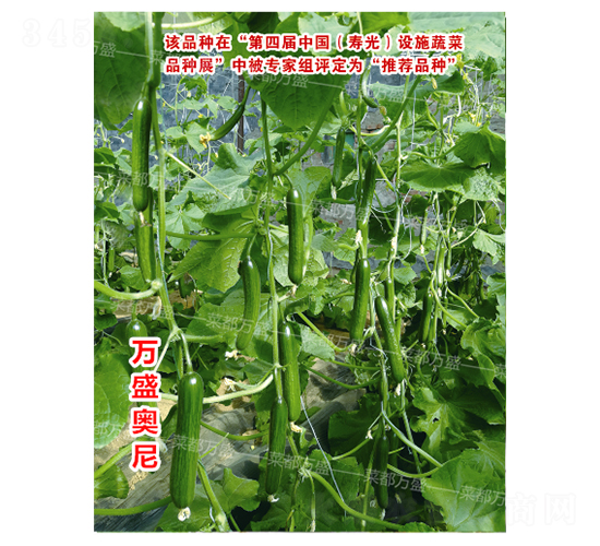 萬盛奧尼-黃瓜種子-菜都萬盛
