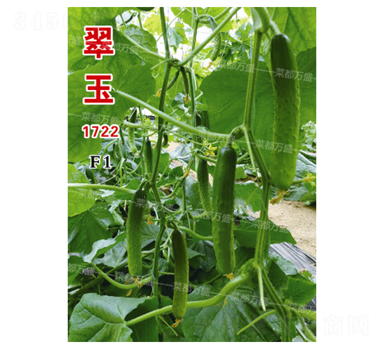 ����1722-�S�ϷN��-�˶��fʢ