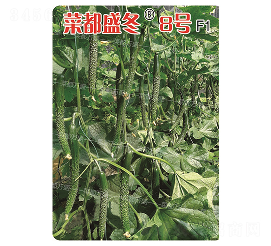 �˶�ʢ��8̖-�S�ϷN��-�˶��fʢ