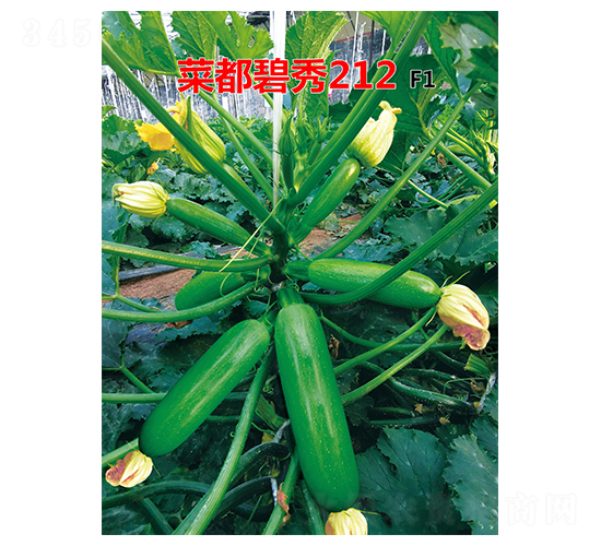 菜都碧秀212-西葫蘆種子-菜都萬(wàn)盛