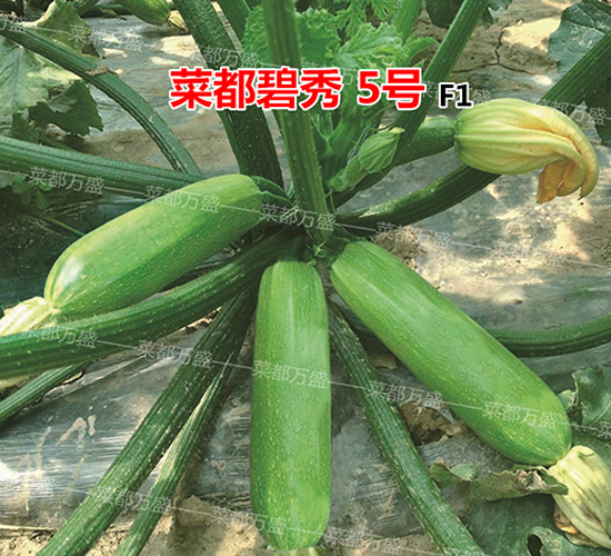 菜都碧秀5號(hào)-西葫蘆種子-菜都萬盛