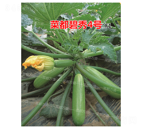 菜都碧秀4號(hào)-西葫蘆種子-菜都萬盛
