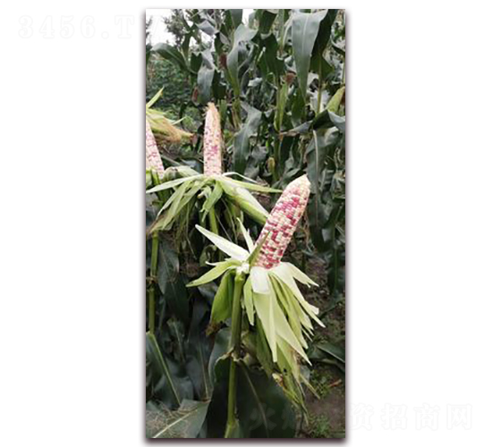 天貴糯932-糯玉米種子-方圓種業(yè)