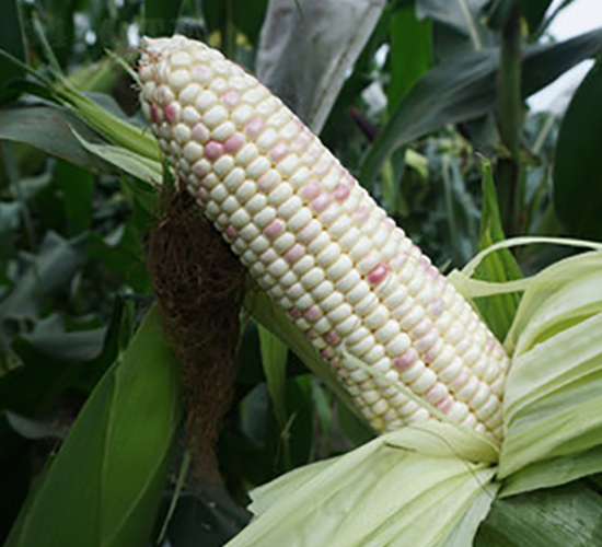 飛越-糯玉米種子-方圓種業(yè)