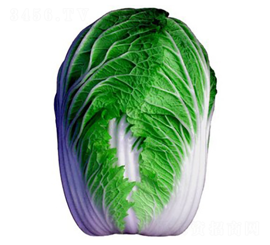 ��ʢ����-��ײ˷N��-���A�N�I(y��)