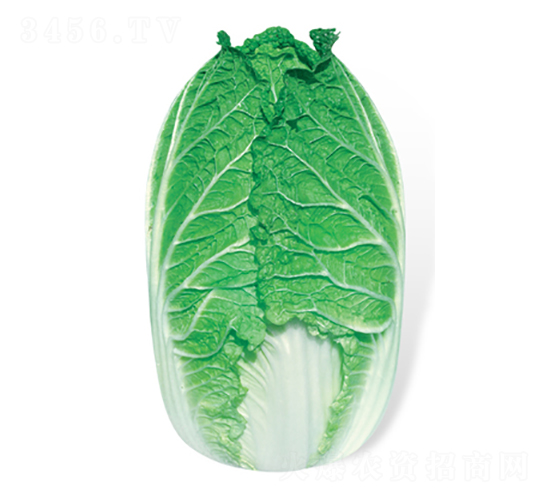 ���x-��ײ˷N��-���A�N�I(y��)