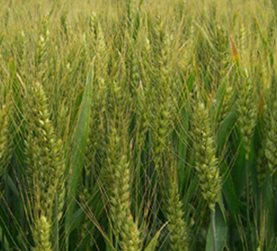 ϲ��199-С���N��-��Դ�N�I(y��)