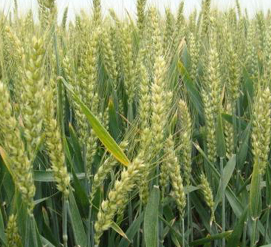 ϲ��203-С���N��-��Դ�N�I(y��)