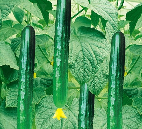 寒福-黃瓜種子-百幕田