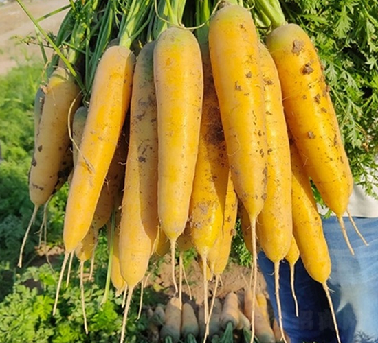 金維生-胡蘿卜種子-百幕田