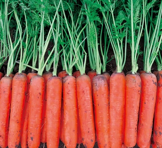 幕秋-胡蘿卜種子-百幕田