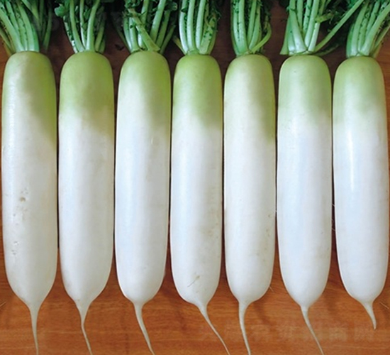 福井-蘿卜種子-百幕田