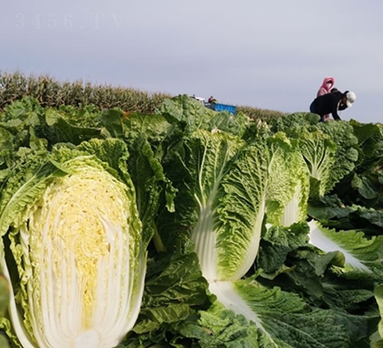 金夏秋月-白菜種子-百幕田