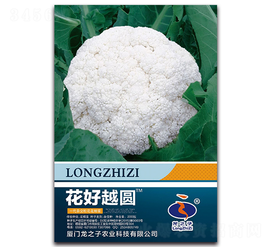 花好越圓-松花菜種子-龍之子