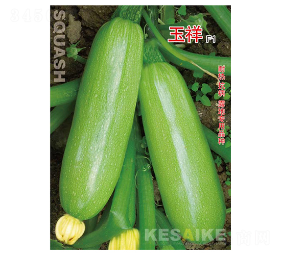 玉祥-西葫蘆種子-顆賽顆