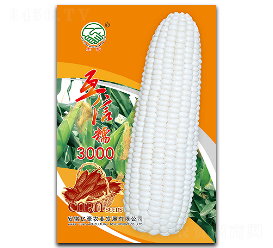 互信糯3000-糯玉米種子-億豪農(nóng)業(yè)