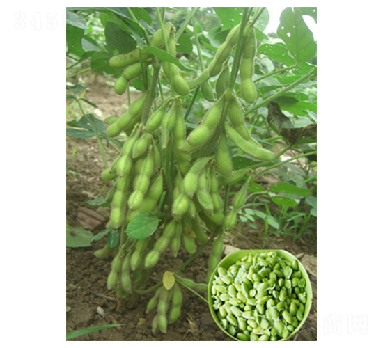 互信春早50-毛豆種子-億豪農(nóng)業(yè)