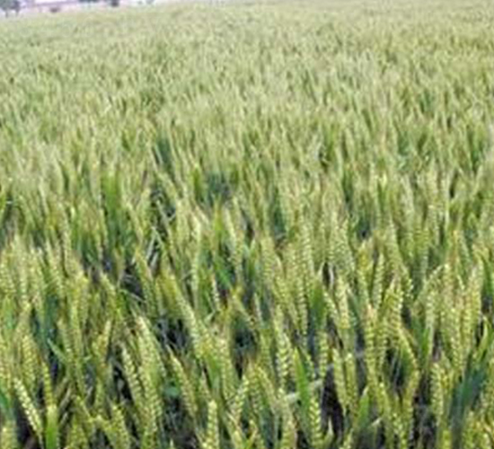 �A��3366-С���N��-�|���r(n��ng)�I(y��)