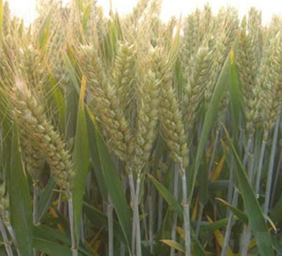 ���r(n��ng)19-С���N��-�|���r(n��ng)�I(y��)