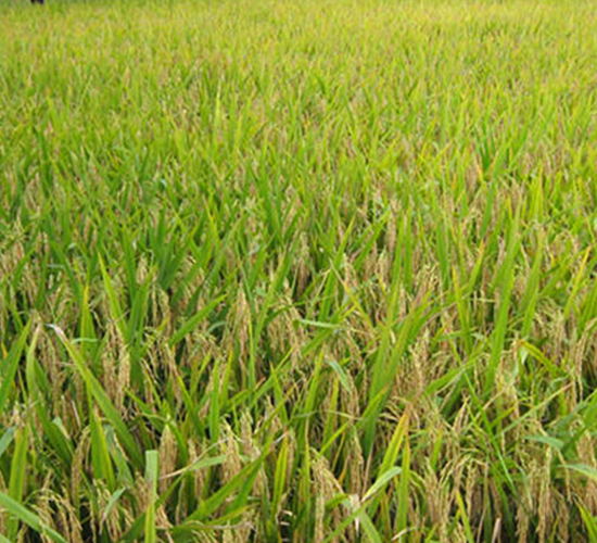 ��9507-ˮ���N��-����N�I(y��)