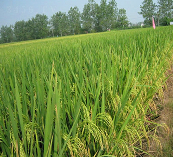 ����1̖-ˮ���N��-����N�I(y��)