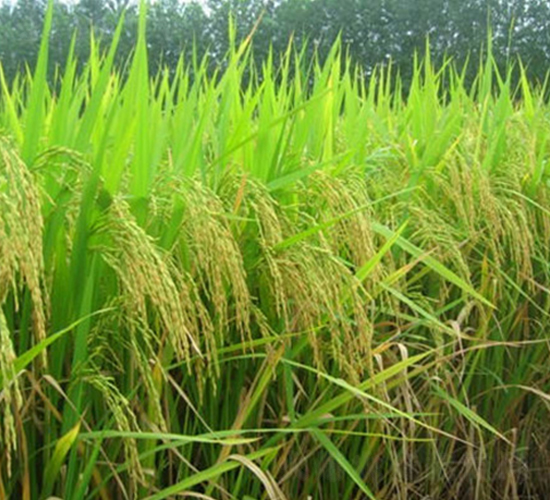 II��(y��u)48-ˮ���N��-����N�I(y��)