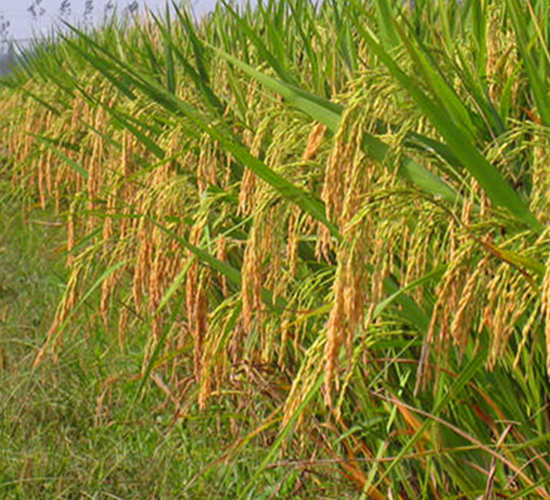 ��Ƀ�(y��u)16-ˮ���N��-����N�I(y��)