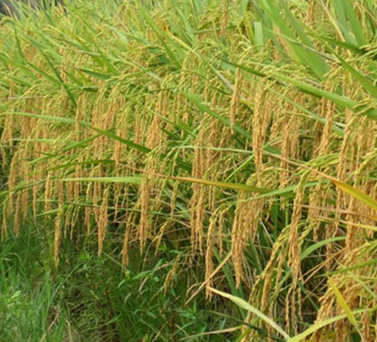 �σɃ�(y��u)2̖-ˮ���N��-����N�I(y��)