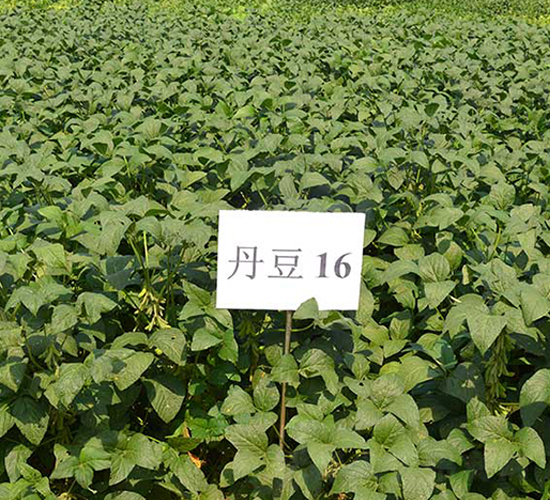 丹豆16號-大豆種子-丹玉種業(yè)
