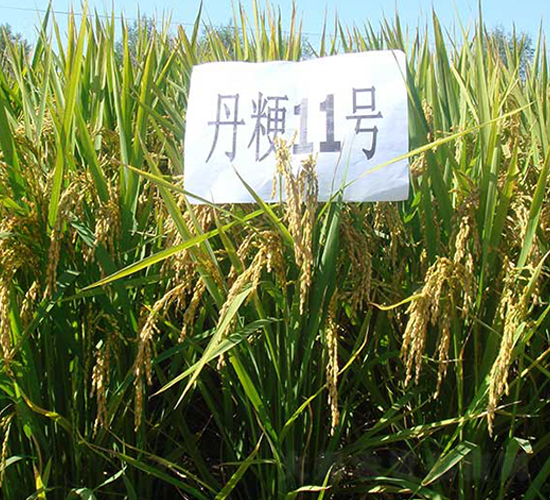 ����11̖-ˮ���N��-����N�I(y��)