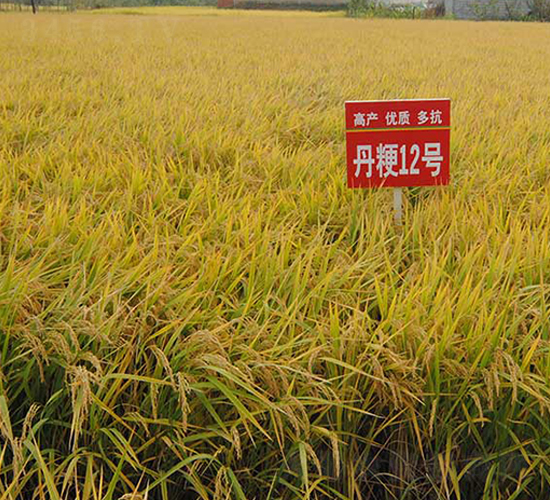 ����12̖-ˮ���N��-����N�I(y��)