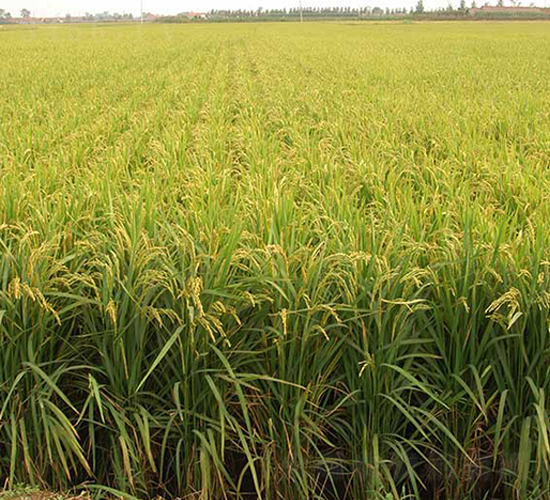 ����20̖(h��o)-ˮ���N��-����N�I(y��)