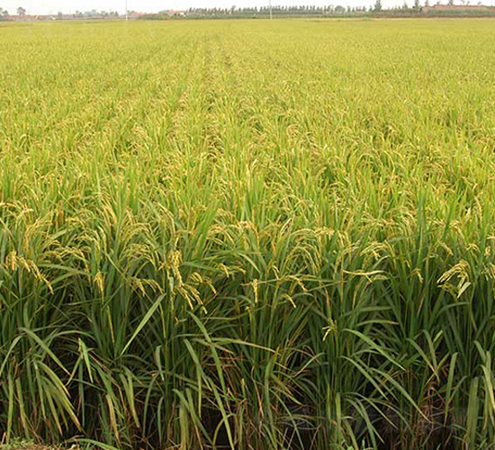 ����21̖-ˮ���N��-����N�I(y��)