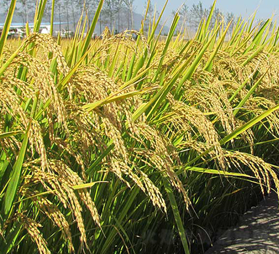 ����17̖-ˮ���N��-����N�I(y��)