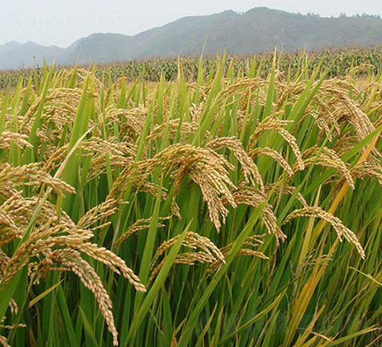 ����19-ˮ���N��-����N�I(y��)