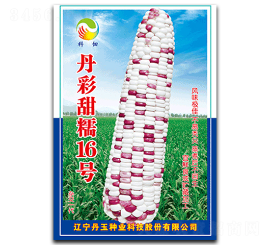丹彩甜糯16號-糯玉米種子-丹玉種業(yè)