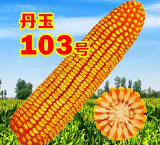 ����103̖(h��o)-���׷N��-����N�I(y��)