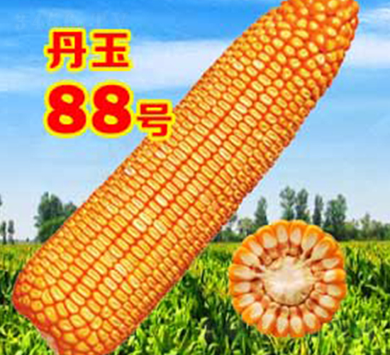 ����88̖-���׷N��-����N�I(y��)