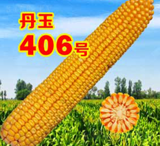 ����406̖-���׷N��-����N�I(y��)