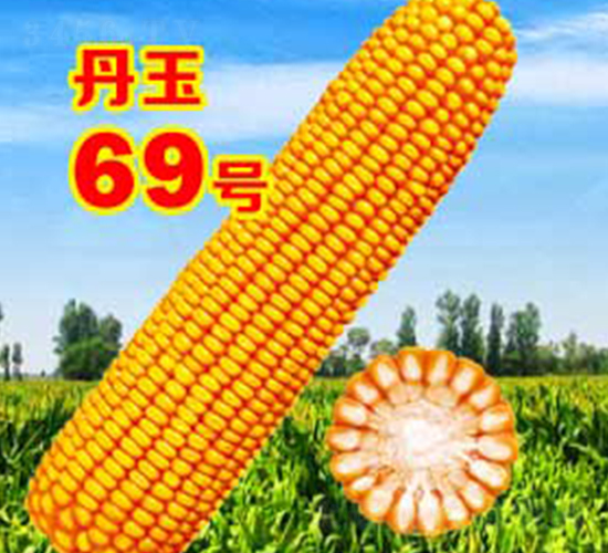 ����69̖-���׷N��-����N�I(y��)