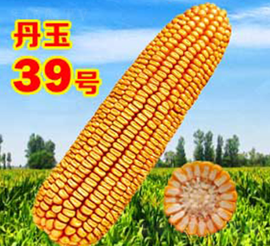 ����39̖-���׷N��-����N�I(y��)