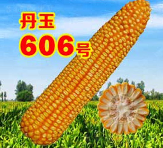 ����606̖(h��o)-���׷N��-����N�I(y��)