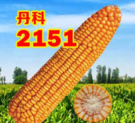 ����2151-���׷N��-����N�I(y��)