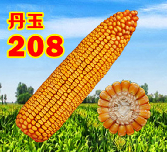 丹玉208-玉米種子-丹玉種業(yè)