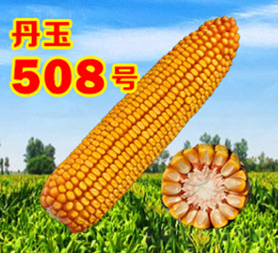 ����508̖(h��o)-���׷N��-����N�I(y��)