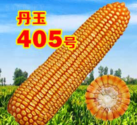 丹玉405號(hào)-玉米種子-丹玉種業(yè)