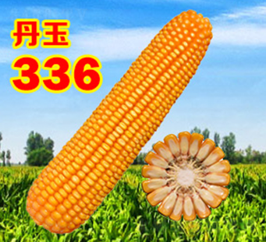 丹玉336-玉米種子-丹玉種業(yè)